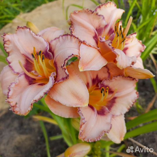 Лилейники и луковицы лилий