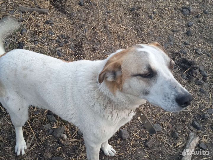 Собака в добрые руки