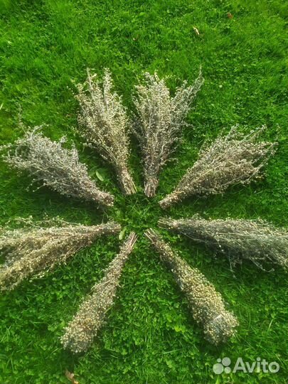 Полынь лекарственная