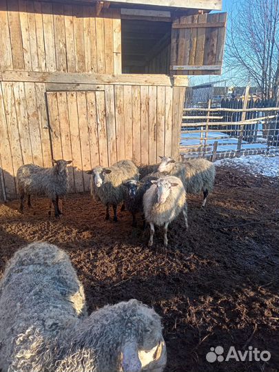 Бараны овцы ягнята