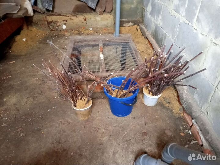 Черенки винограда(чубук)