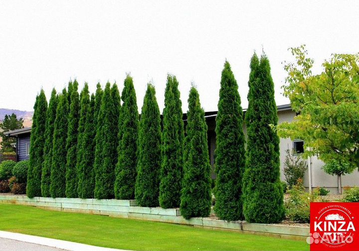 Туйки брабант хорошие красивые