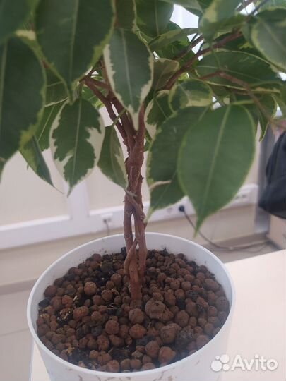 Фикус бенджамина плетеный пёстрый