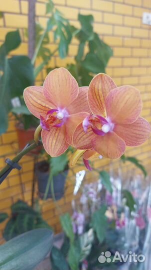 Орхидея фаленопсис