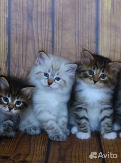 Сибирские котята, доставка на дом