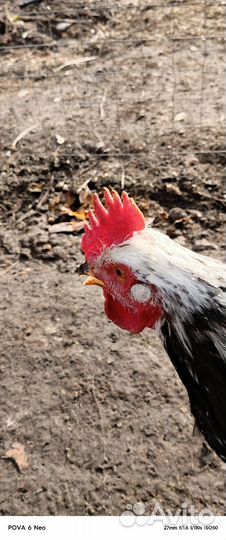 Молодые петухи