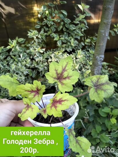 Цветы(растения) для сада