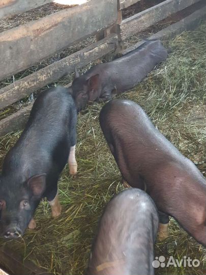 Вьетнамск вислобрюхий поросенок