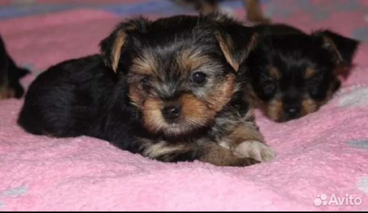 Йоркширский терьер