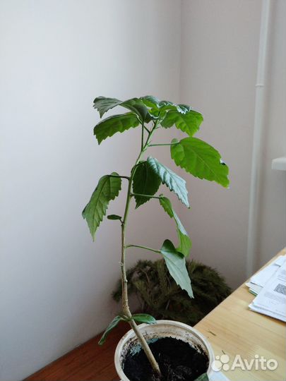 Гибискус сортовой