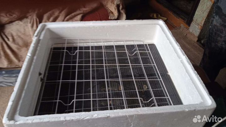 Инкубатор для яиц