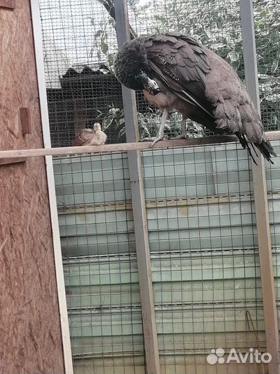 Павлиненок