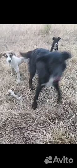 Щенки в добрые руки