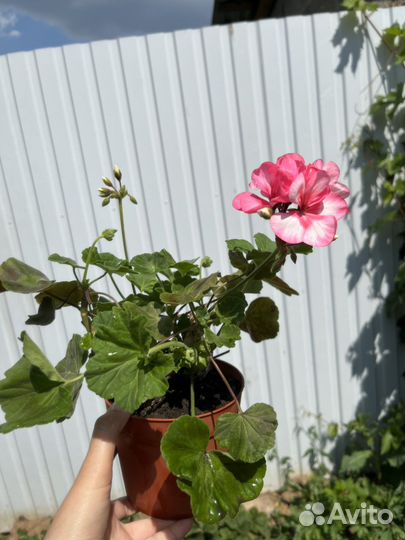 Пеларгония герань