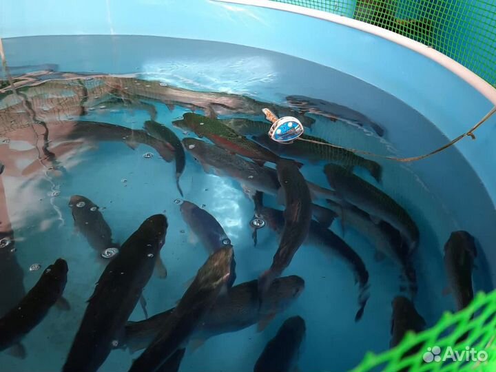 Бассейны для разведения рыбы