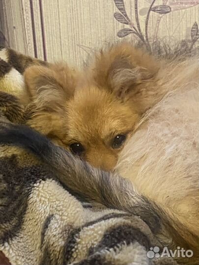 Щенки немецкого шпица