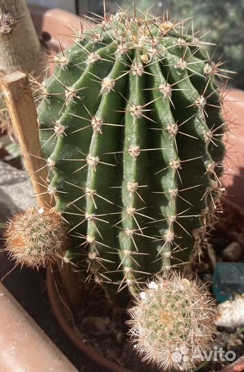 Кактус эхинопсис