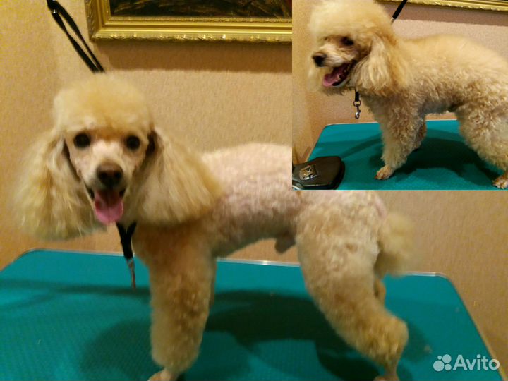 Стрижка Собак Кошек. Быстро и Качественно