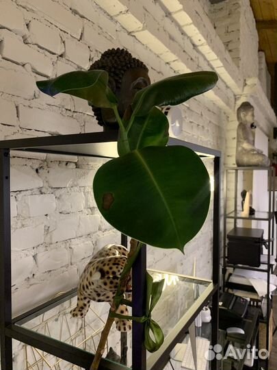 Фикус эластика 2 метра