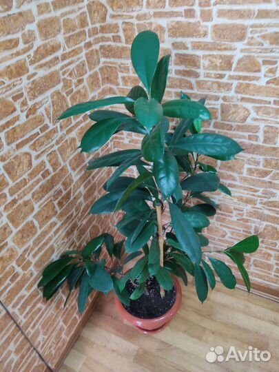 Фикусы, драцена, молочай