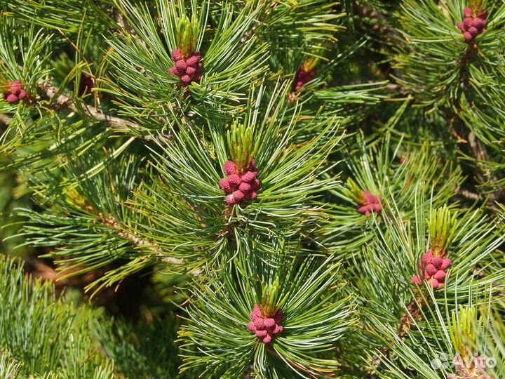 Семена стланик кедровый стланик кедр орех стланика