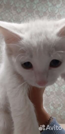 Кошка в дар бесплатно