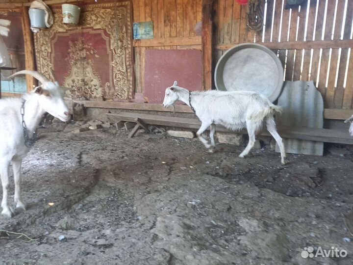 Коза дойные