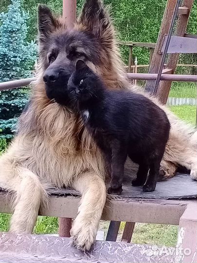 Немецкая овчарка длинношерстная вязка