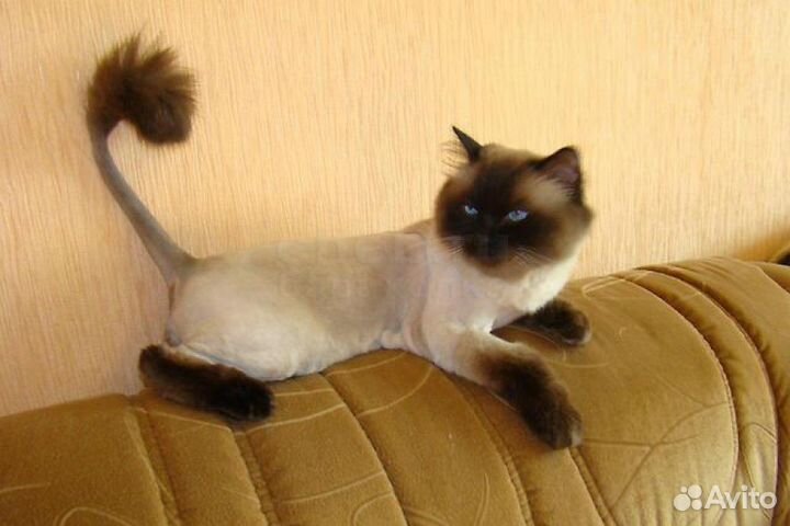 Ветеринарный врач, стрижки животных