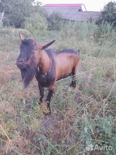 Услуги чешского козла