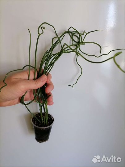 Церопегия амплиата