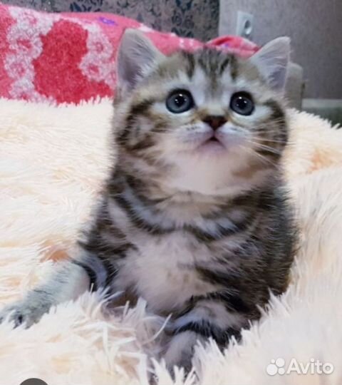 Шотланский котенок