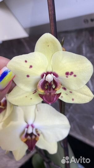 Орхидея фаленопсис экзотик пунш