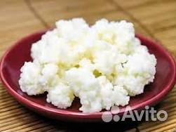 Тибетский молочный гриб (кефирный грибок)