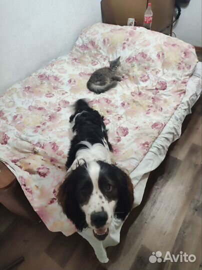 Кокер спаниель