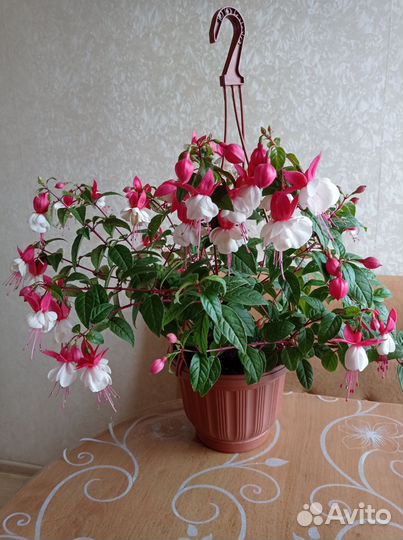 Бальзамины, фуксии