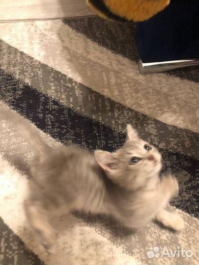 Котенок мальчик серый