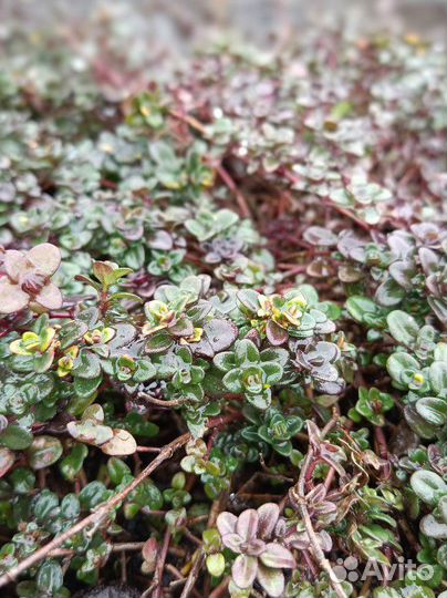 Тимьян (Чабрец)лимонный