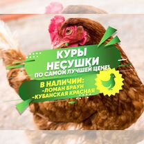 Куры несушки молодки