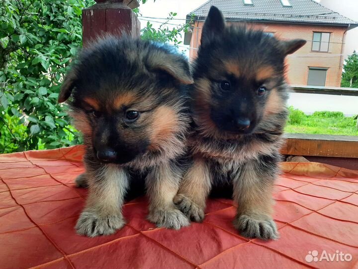 Щеночки Немецкой овчарки с док.ркф