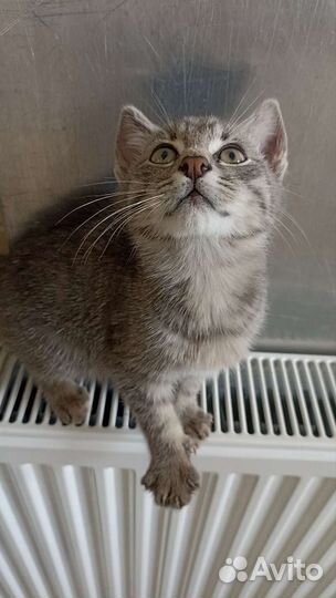 Кошка в дар