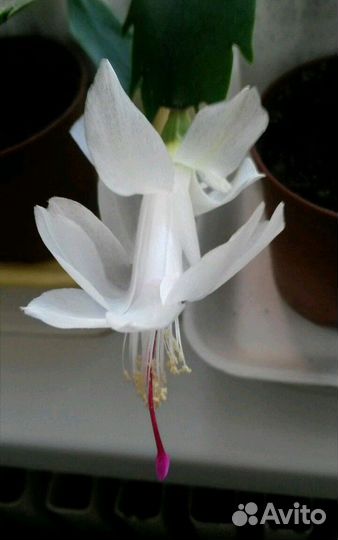 Шлюмбергера (декабрист) 8 сортов