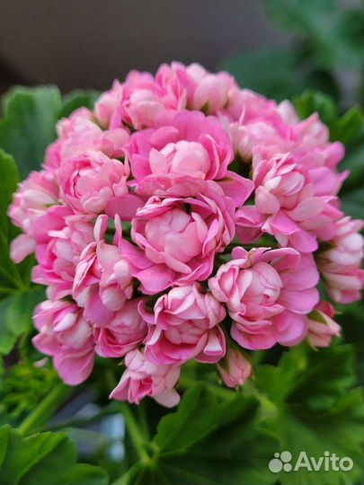 Пеларгония герань