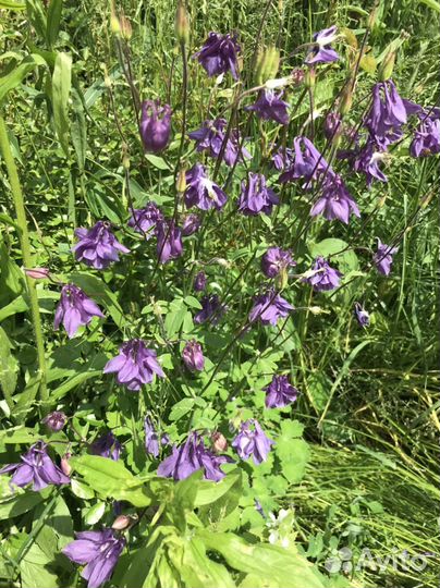 Колокольчик