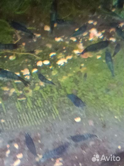 Креветки синие Блю дрим, мох, анциструсы