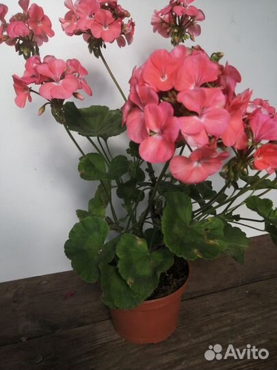 Герань пеларгония