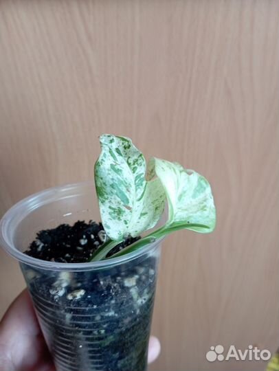 Эпипремнум пинатум вайт Марбал