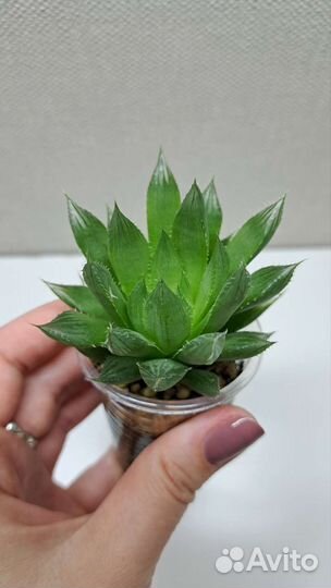 Хавортия купери