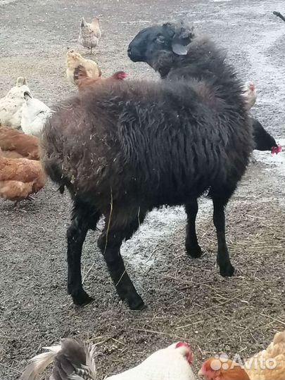 Баран на племя