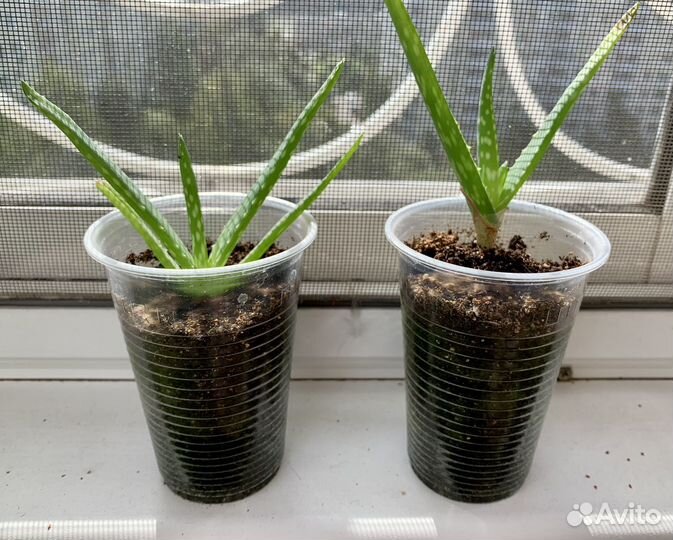 Алоэ вера растение